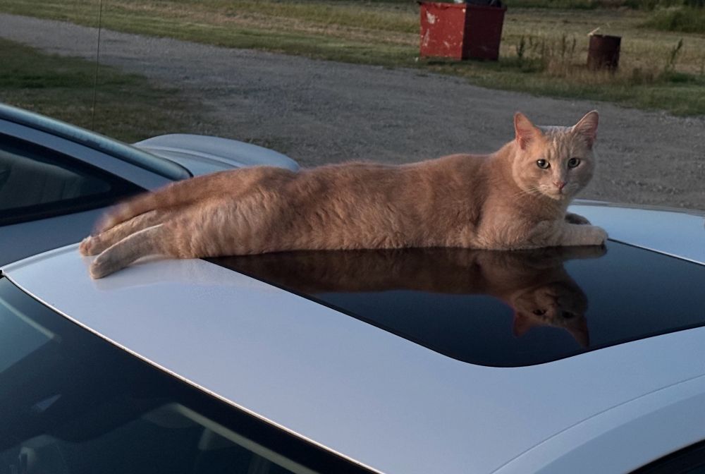 An orange cat laying on a car sunroof