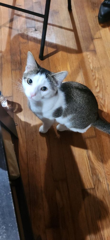 Adorable gray and white cat looking up at the camera