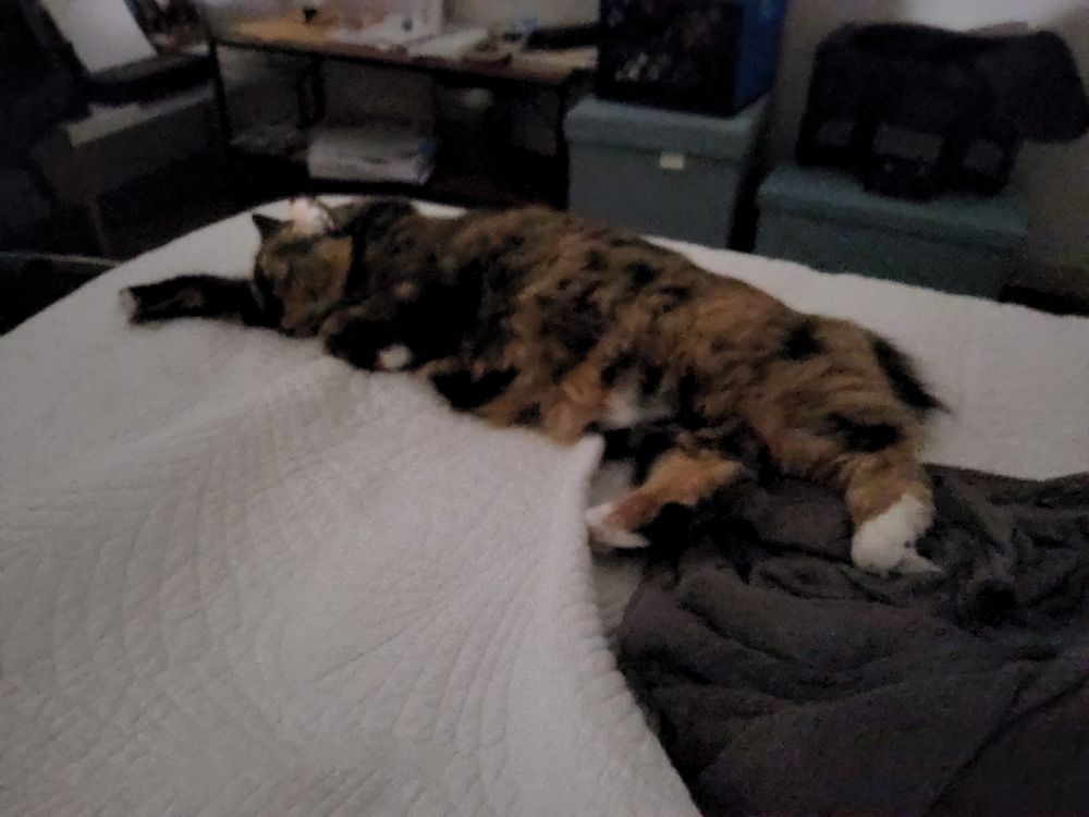 A calico cat stretched out on a bed.
/ .