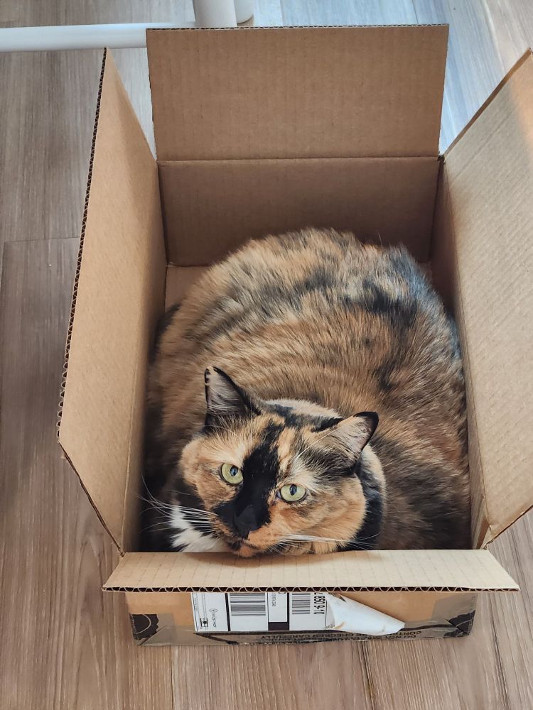 A calico cat stares up at the camera while lying in a cardboard box.