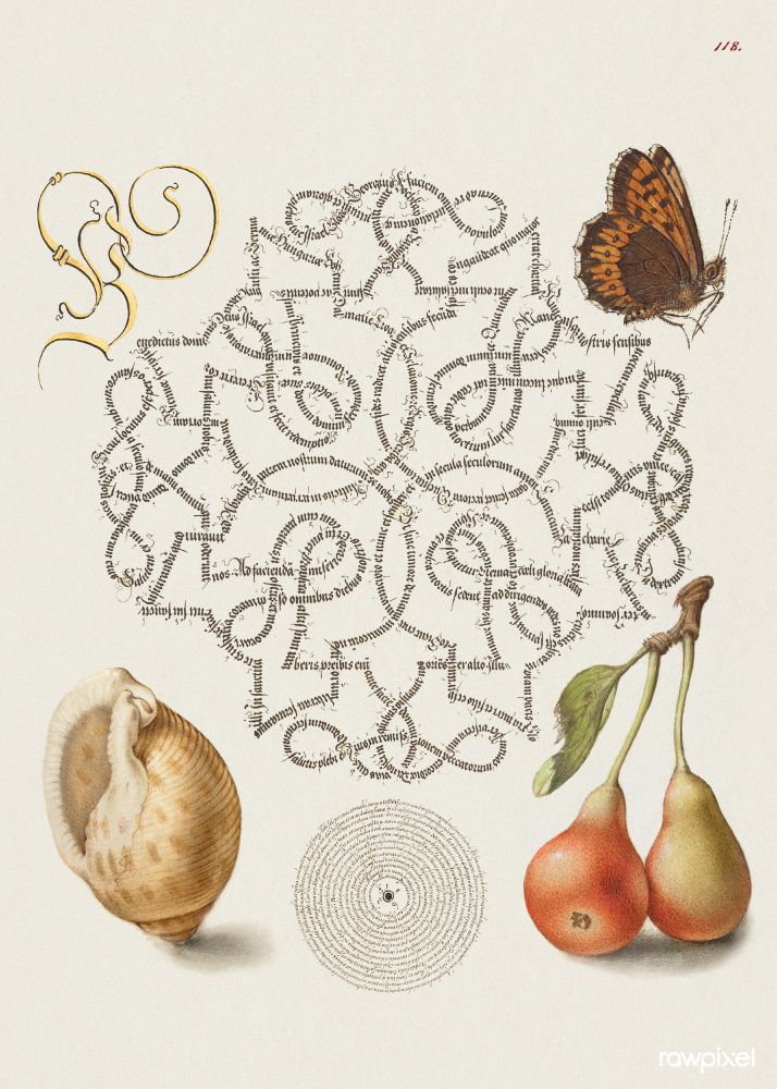 Scan of an old book, showing a beautiful pettern made from writing next to a shell, pears and a butterfly