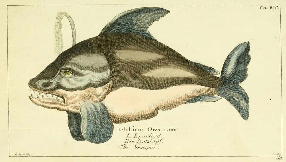 Old drawing of an orca, that looks like a fish with pointy teeth and a kinda human like face