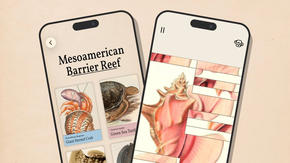 Two smartphone screens display the art of fauna. The left screen shows "Mesoamerican Barrier Reef" with images of a Giant Hermit Crab and Green Sea Turtle. The right screen features an unfinished puzzle of the queen conch shell.