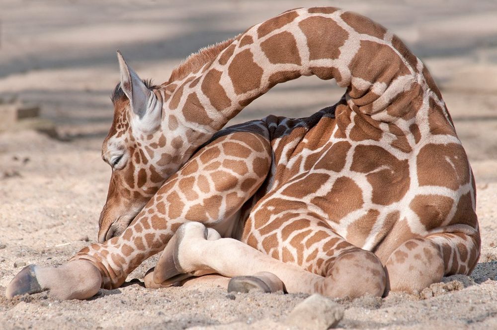 Giraffe sleeping, long neck bent over body and rested on its bum. Just an absolute pile of giraffe.