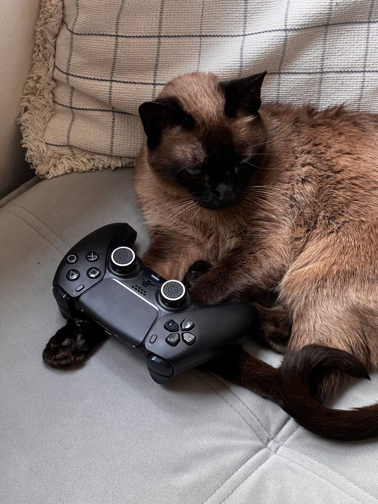 foto de uma gata siamesa com um controle de ps5 na frente das patinhas