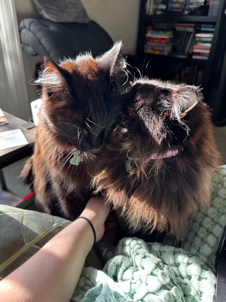 Two cats, the black cat (Makar) on the left being licked by the tortie cat (Midna) on the right with my hand pressed between them 