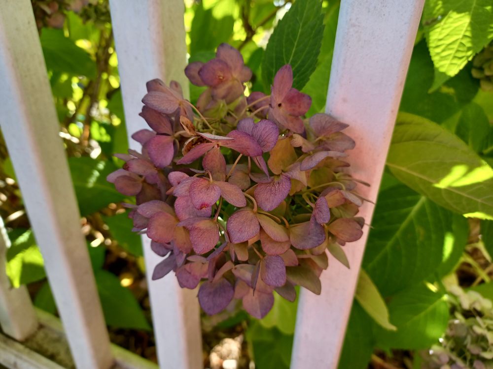 Hydrangea 