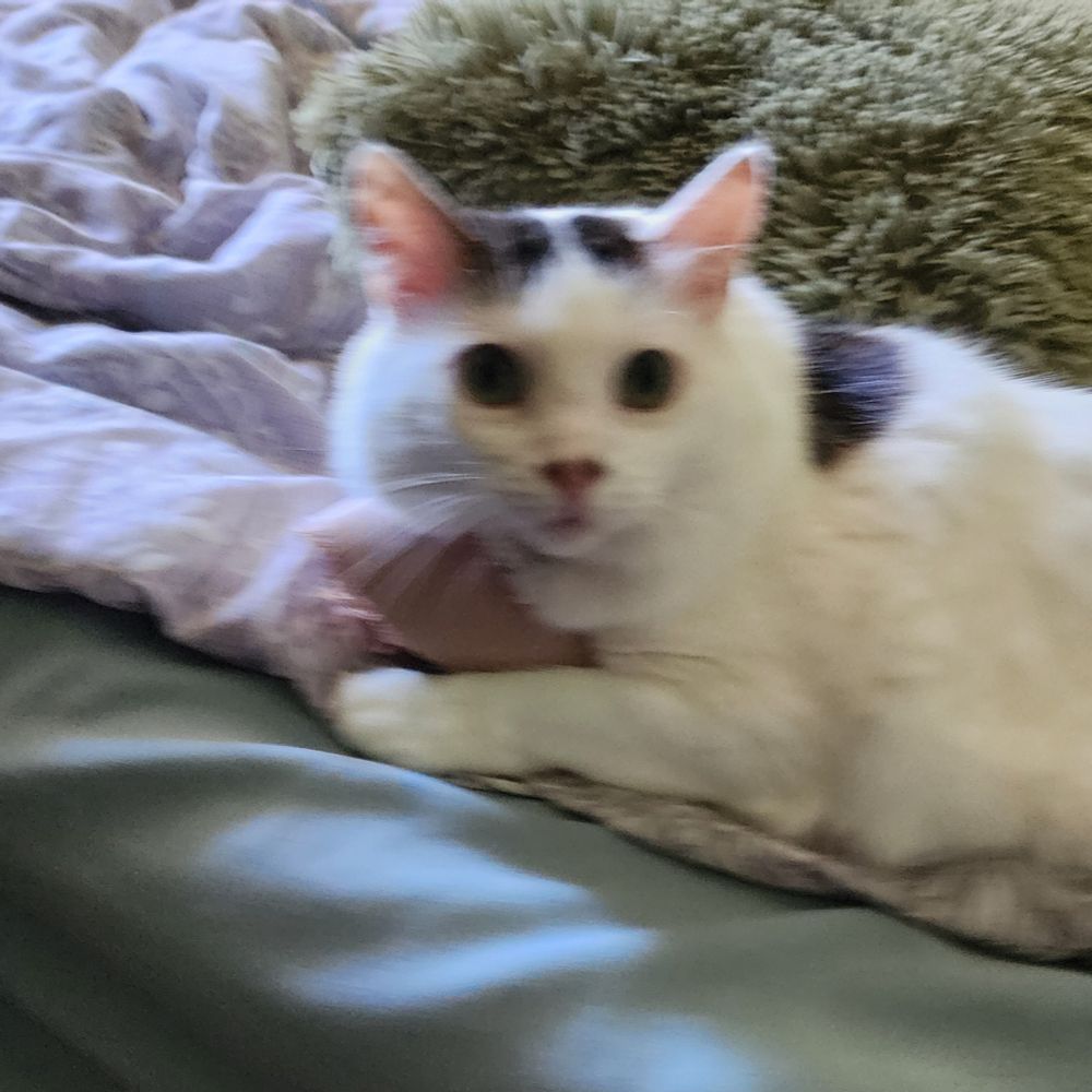 Kitty