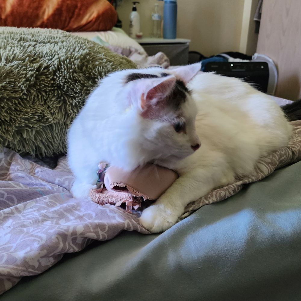 Cat holding MY BRA