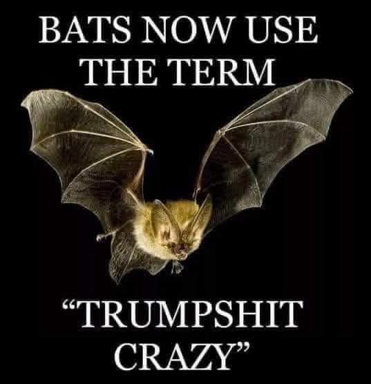 BATS NOW USE THE TERM
"TRUMPSHIT
CRAZY"