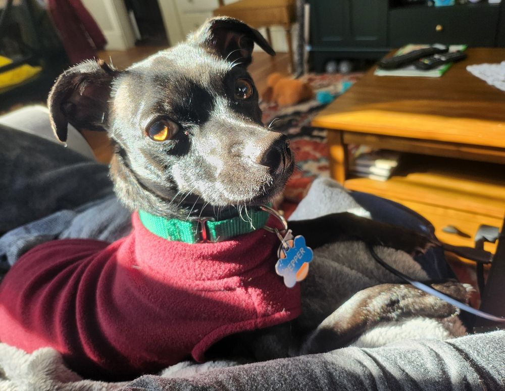 Black chihuahua rat terrier mix lounging on the couch and staring at the camera. She is wearing a read sweater.