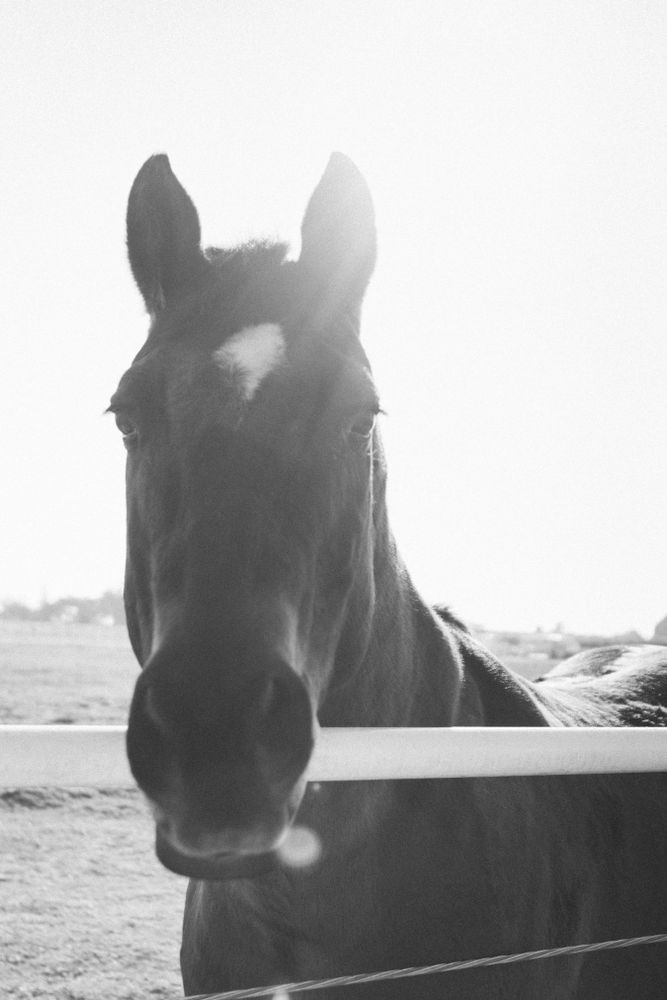 A brown horse with a white blaze in a rural setting.