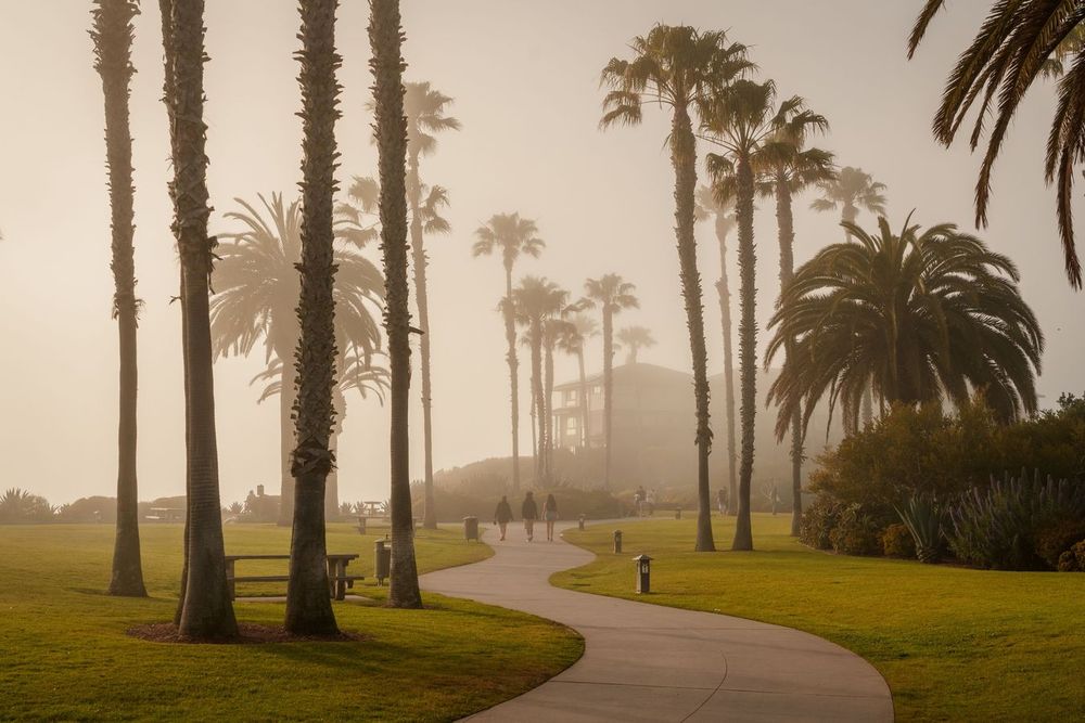 Palm trees and a path in fog at Treasure Island Park, Laguna Beach, Orange County, California