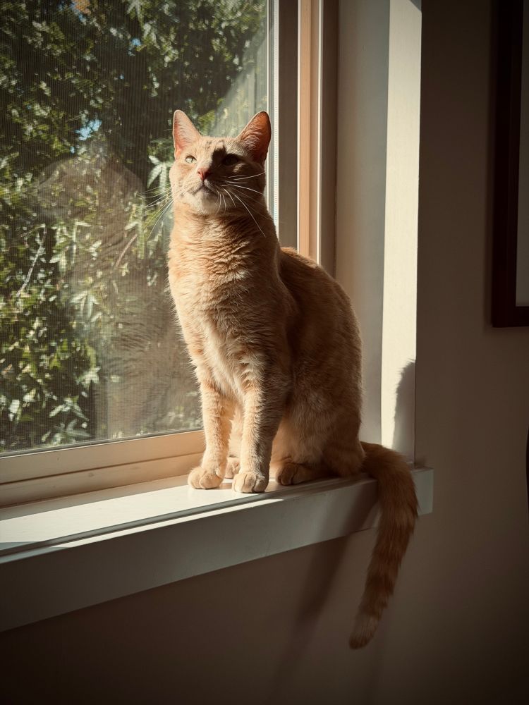 Stamper, the ginger tabby, sits upright in the window sill, face turned upward in a smile, basking in sunlight.