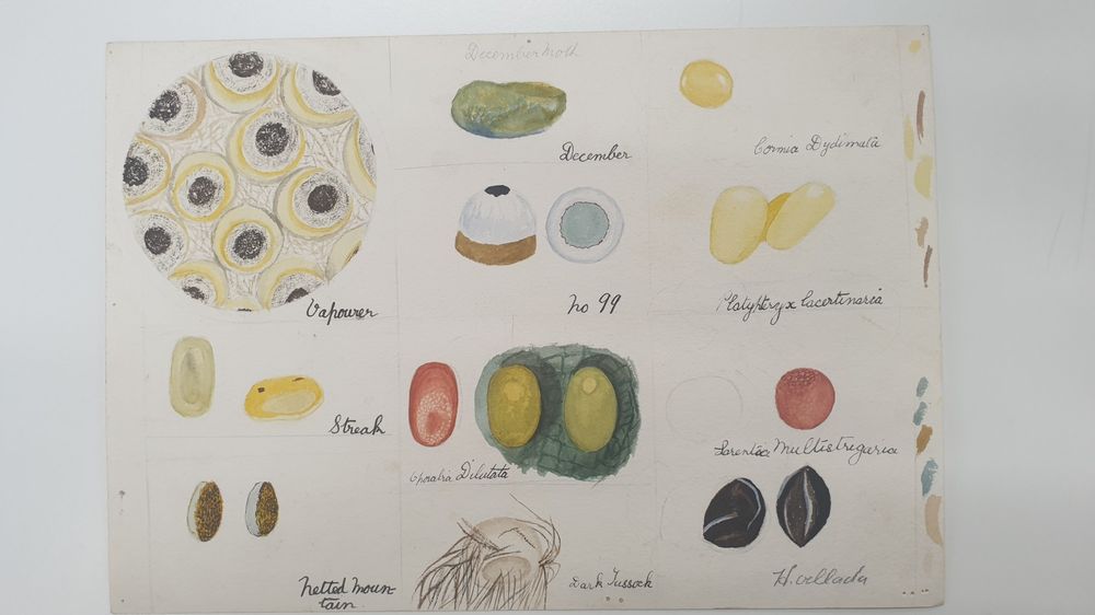 Paintings of the eggs of various moths. Coloured in red, yellow, green, black on a plain white paper background. By Dorothy Jean Jackson.