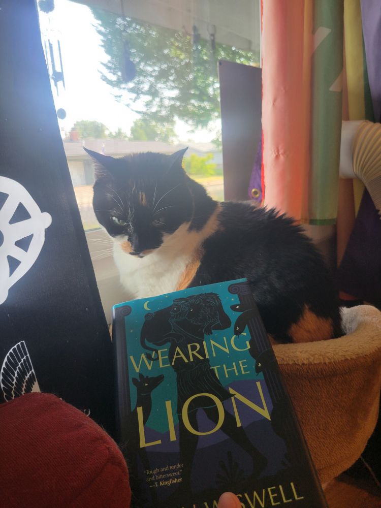 a calico cat glowering at a hardback copy of John Wiswell's Wearing the Lion