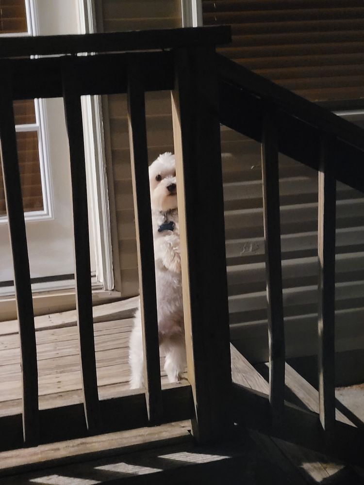 A standing white coton peers out between two wooden railings, contemplating.