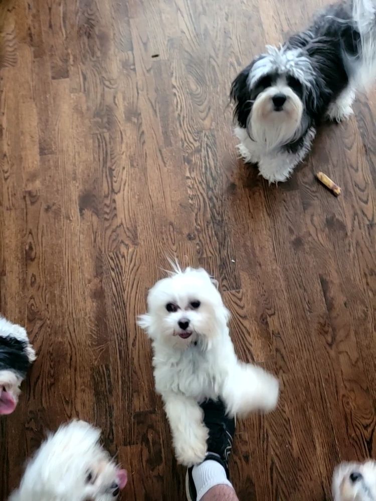 A group of four dogs on a wooden floor including three cotons and one goofy little Maltese boy named Chip. 