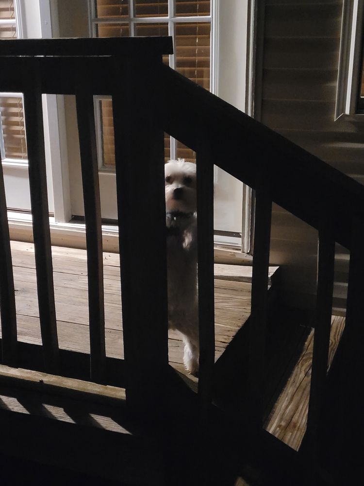 A white coton draped in shadow stands again a wooden railing, plotting.