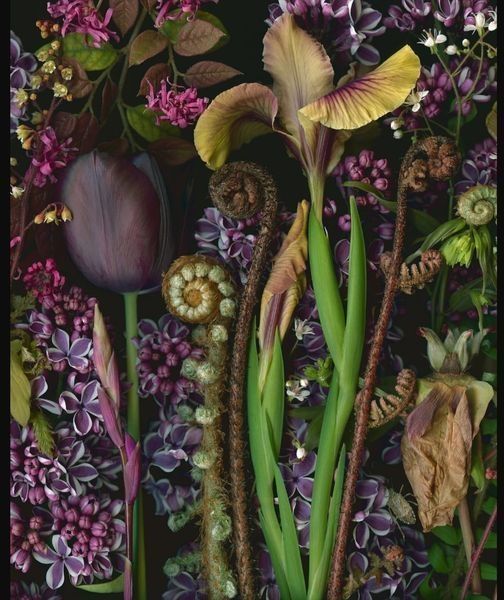 The image is a botanical still life photograph created by the Portland, Oregon-based artist Deb Stoner. She uses a flatbed scanner to capture intricate details of flora and fauna from her neighborhood garden. 
Stoner collects plants and insects from her own garden and those of her neighbors and friends to create these detailed compositions. 
Her work is known for being intricate visual tableaus that document the beauty of the plants on the day they were arranged and photographed. 
The artist has exhibited her large-scale archival pigment prints in various shows, including "More Pictures About Flowers and Bugs" at the Palos Verdes Art Center. 
Her work has been featured in calendars and is available through various art channels and galleries. 