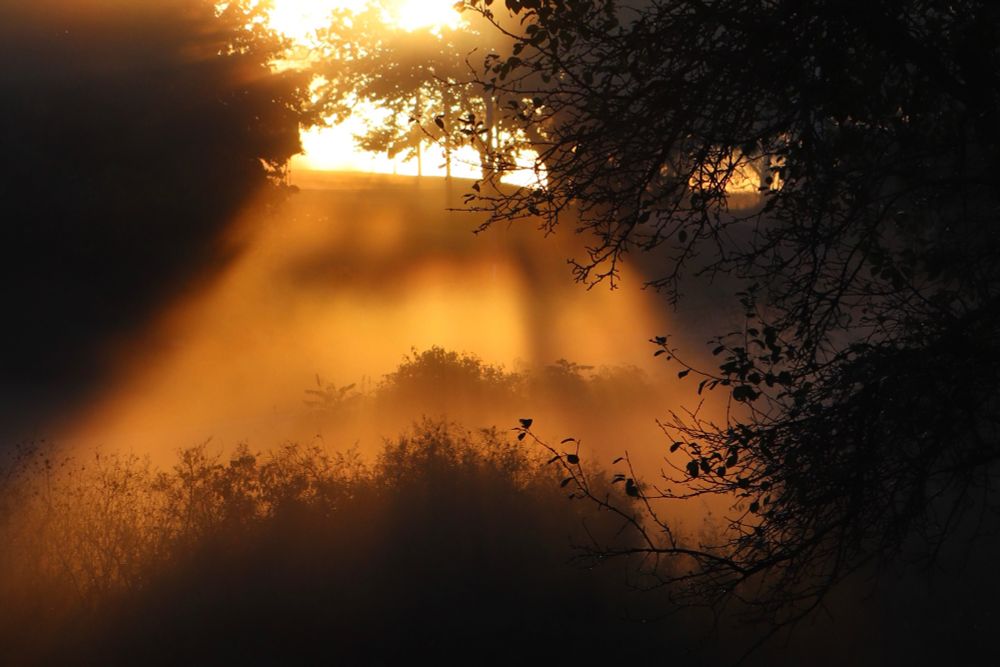 A landscape horizontal photo of the sun shining through the morning fog.  The landscape is of rolling hill with trees and bushes.  The sun is casting moody shadows and leaves are in silhouette. Shades of browns and oranges.