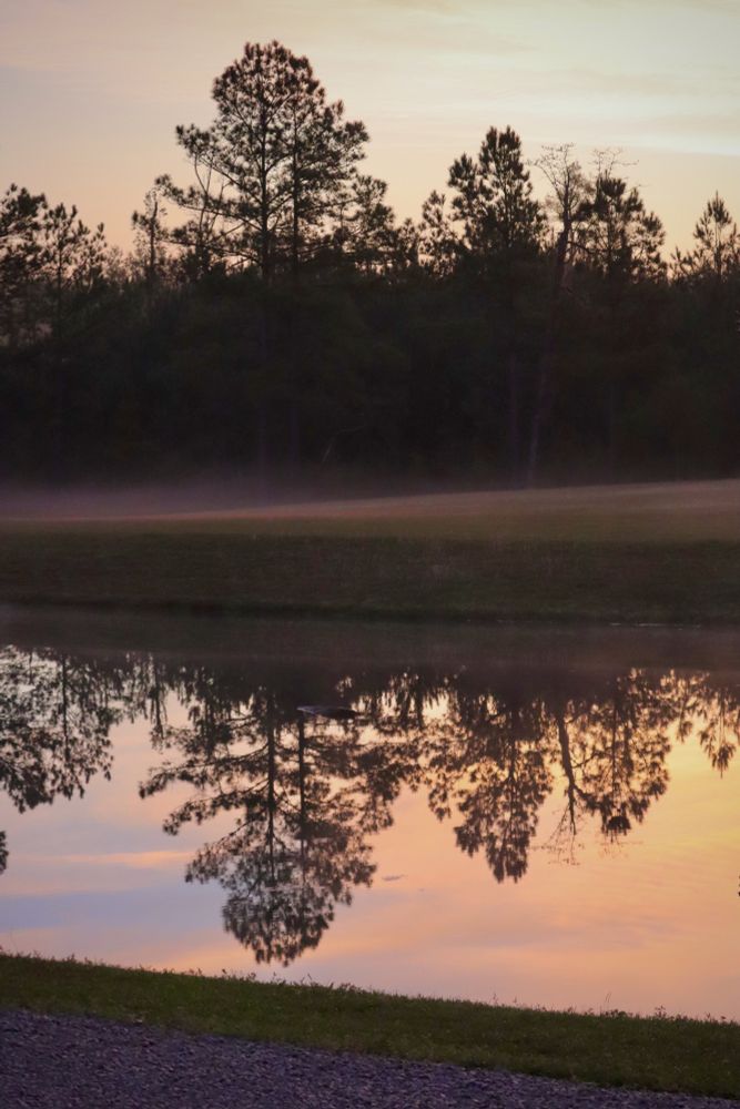 Vertical landscape photo of a tree line reflected in a pond. The morning mist is visible. Muted morning colors.