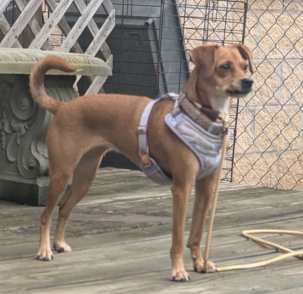 Adorable yellow with white terrier mix fiercely defends a play yard from any and all bird "threats" 