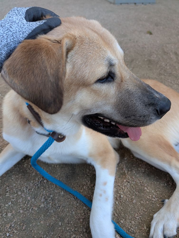 Yellow lab mix resting on the ground - after success begging for cuddles