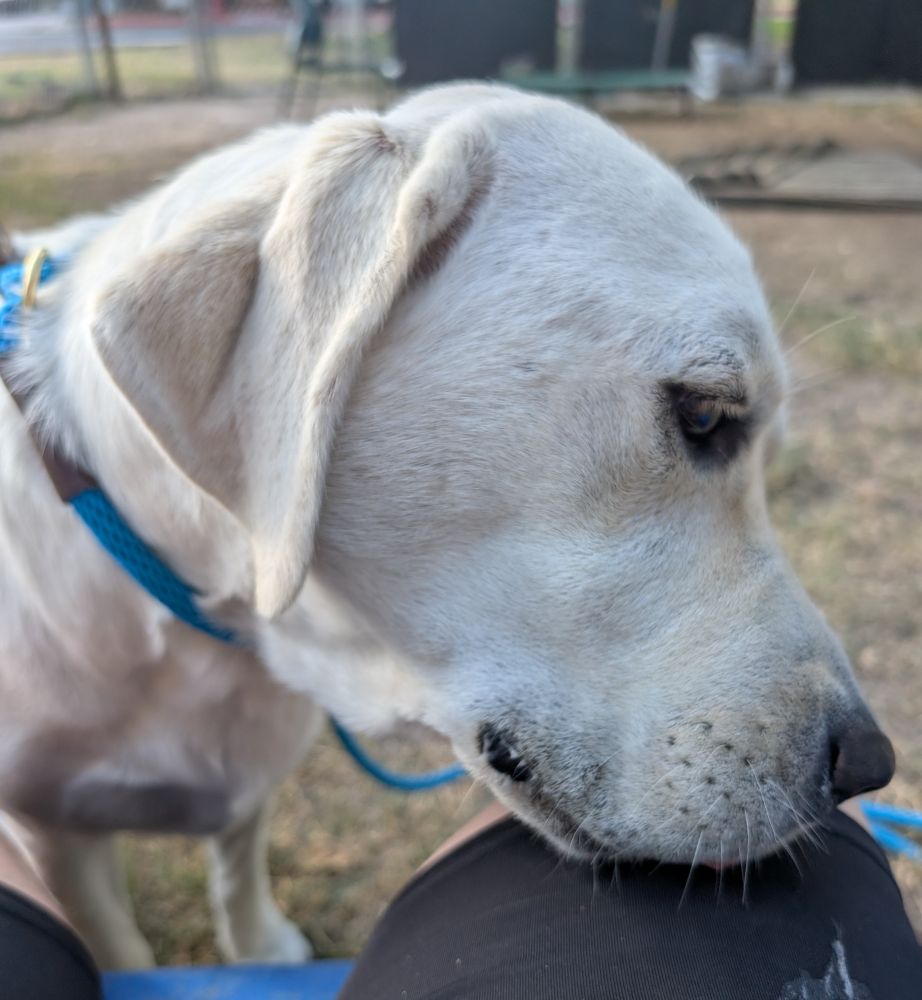 Sweet yellow lab mix taking a treat off my knee