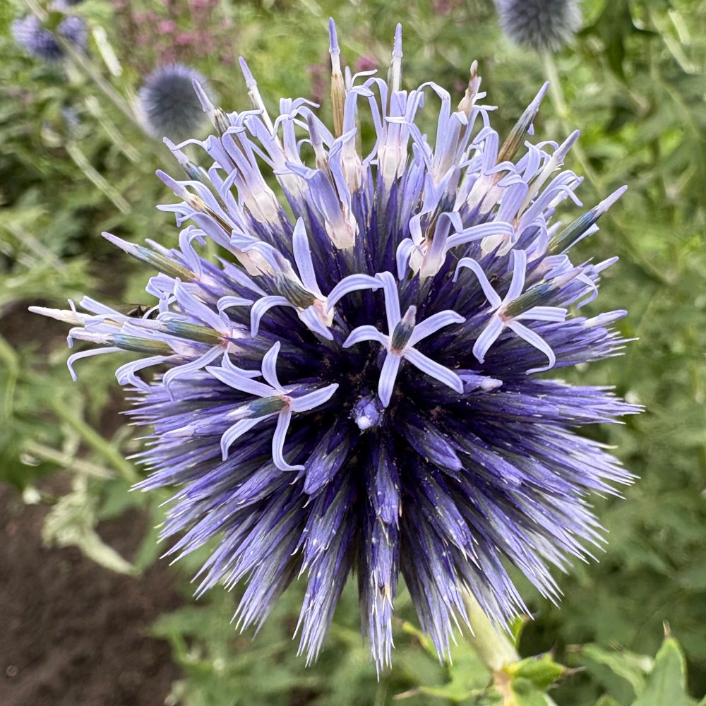 Spikey purple flower.