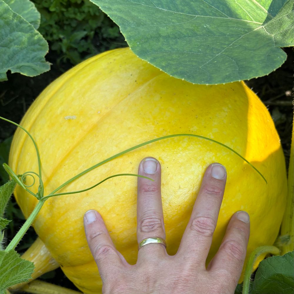 Giant pumpkin, getting measurably bigger each day.