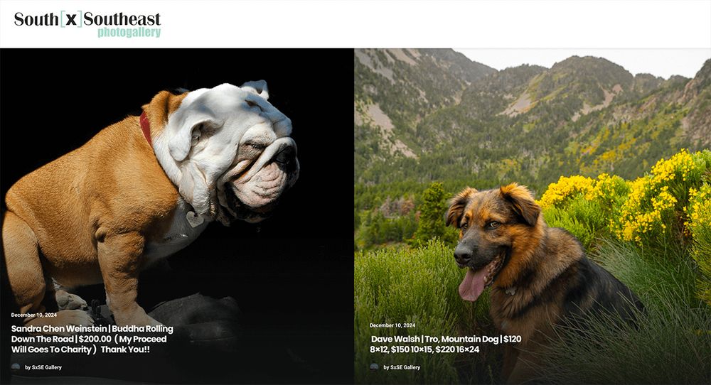 Tro the Mountain Dog, Dave Walsh, 2024, Call the Dogs, SXSE Gallery, 2024