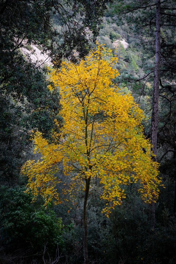 3/ Autumn colours, Montserrat