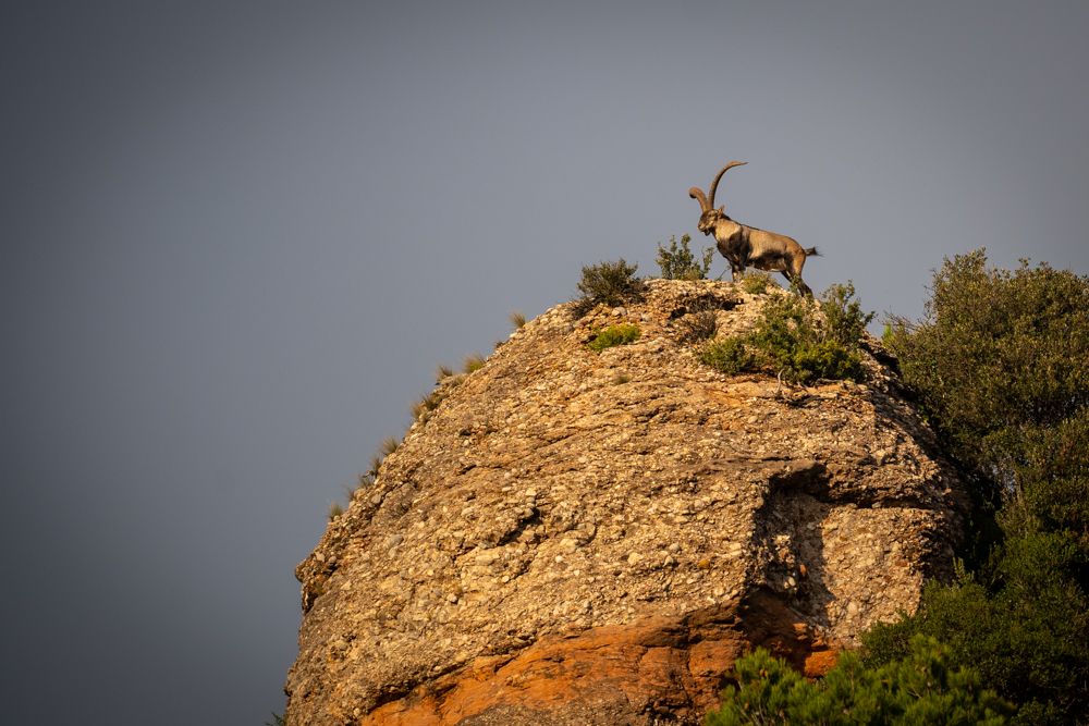 Pyrenean Ibex making himself known on an outcrop of Montserrat: (Capra pyrenaica - Cabra salvatge ibèrica/cabra muntesa (CAT)  cabra montés o íbice ibérico (ES) 