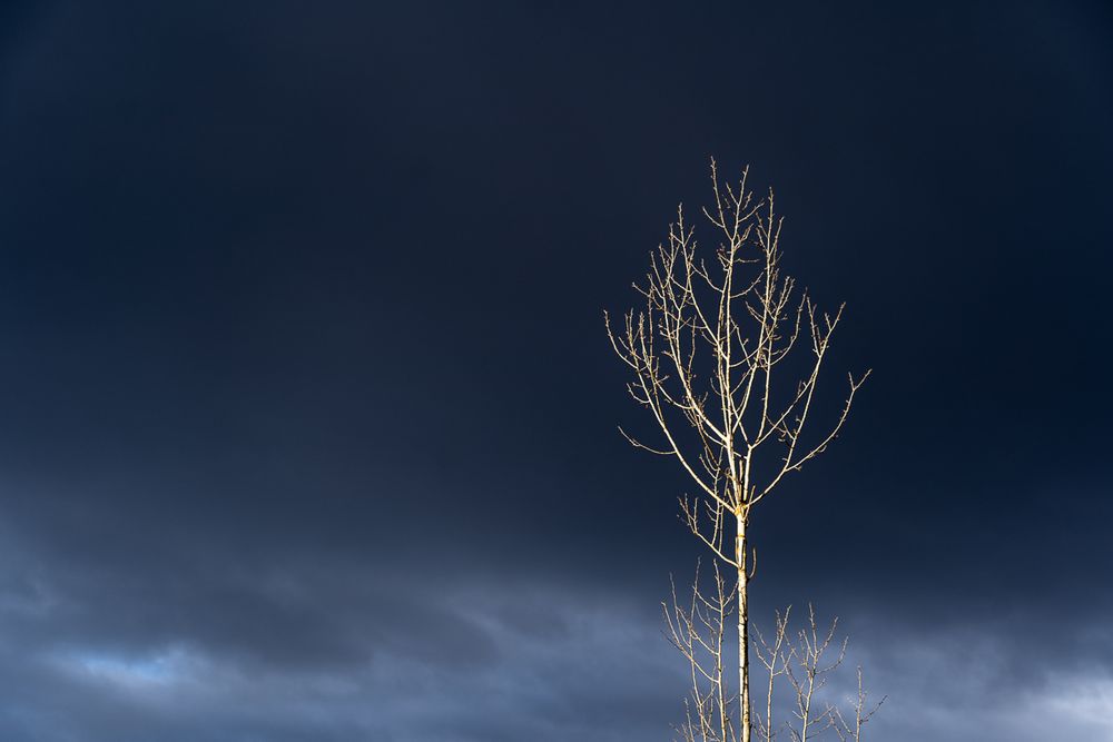 Is the tree bare, confronted by the threatened violence of  storm clouds?
Or is it waiting for swollen clouds to disburse water that will feed its buds ahead of the  warmth of spring?
Is the tree rooted to the ground, or reaching for the sky?