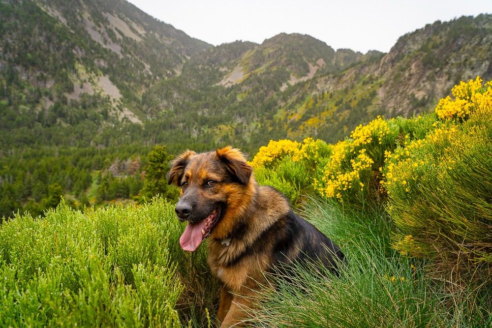 Tro the Mountain Dog, Dave Walsh, 2024