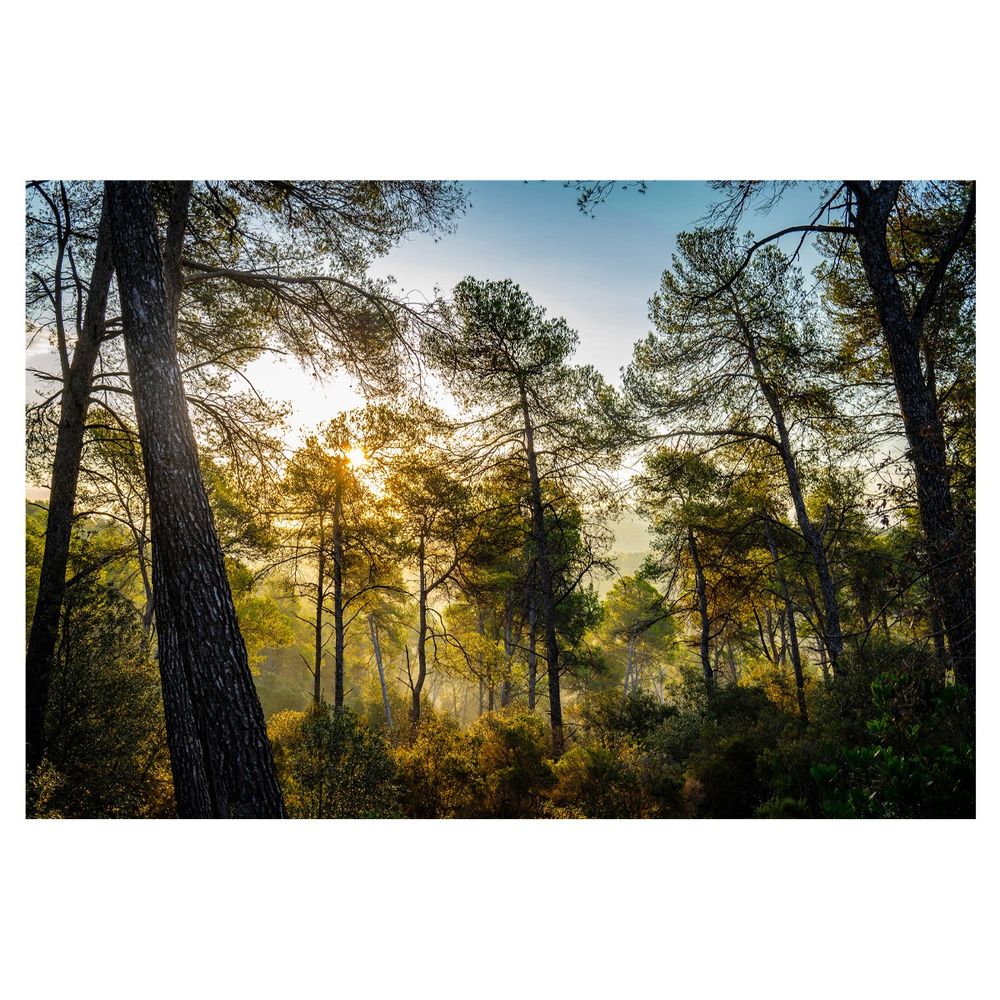 Forest Sunrise, Dave Walsh 2024