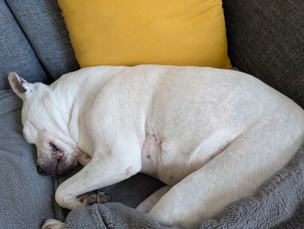 Dottie the big eared pitbull sleeping like a baby
