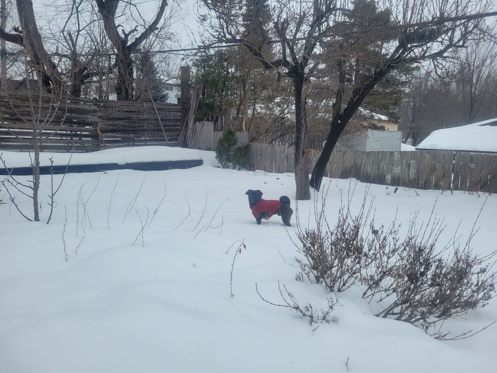A small black dog in a red sweater, standing in a snowy yard