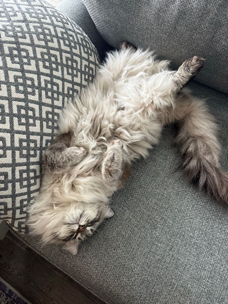 Cat lying on his back on a couch 
