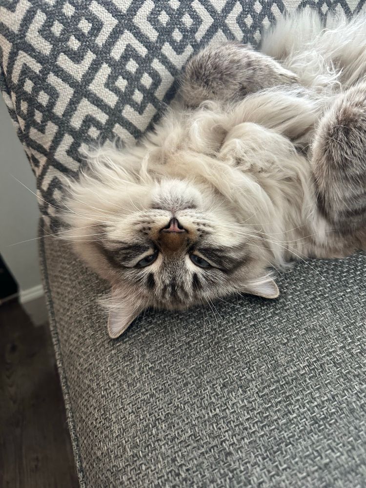Cat lying on his back on a couch 