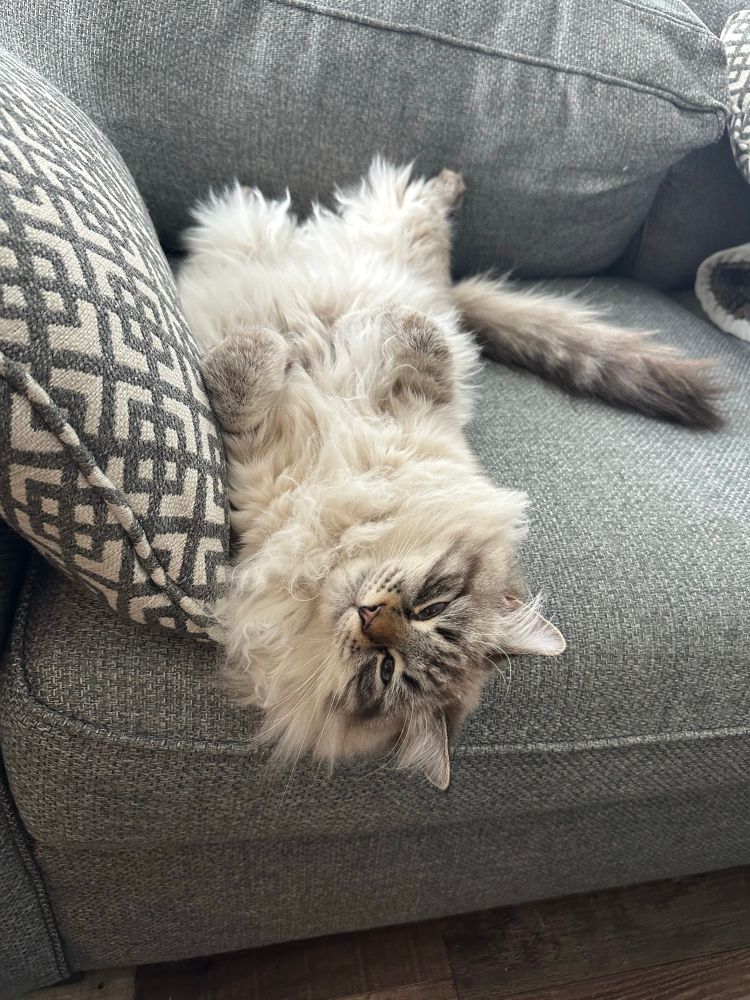 Cat lying on his back on a couch 