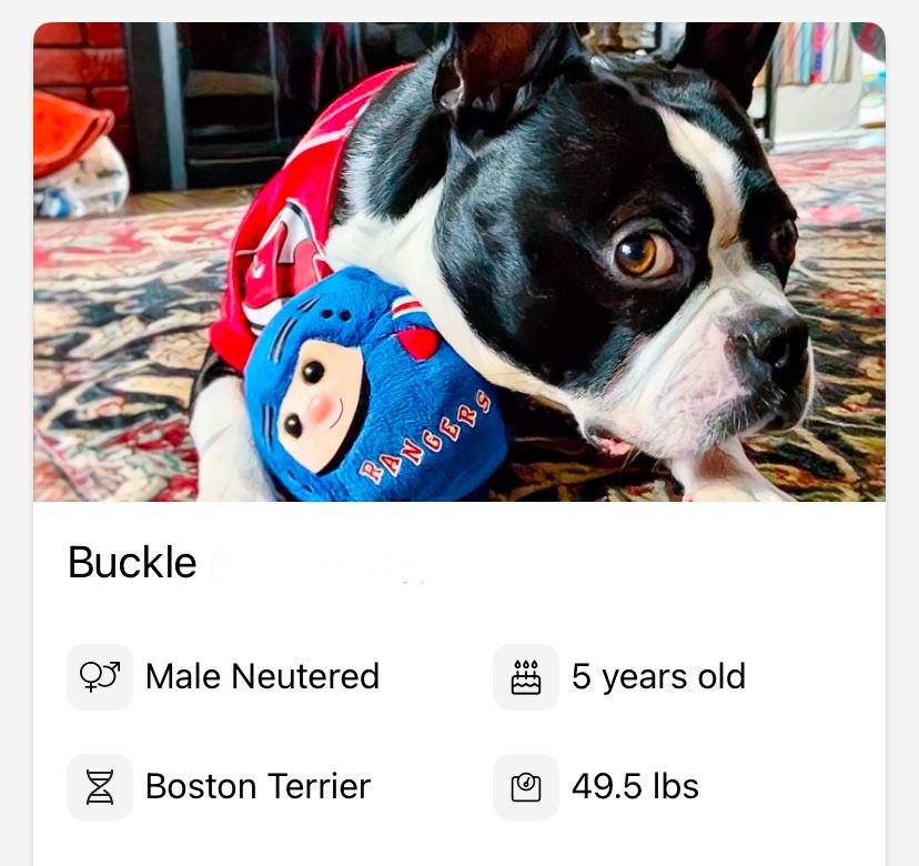 This is Buck. The largest Boston Terrier on Earth, coming in at 49.5 lbs. He loves food (obviously), cuddling, and naps. He is a very good boy.
