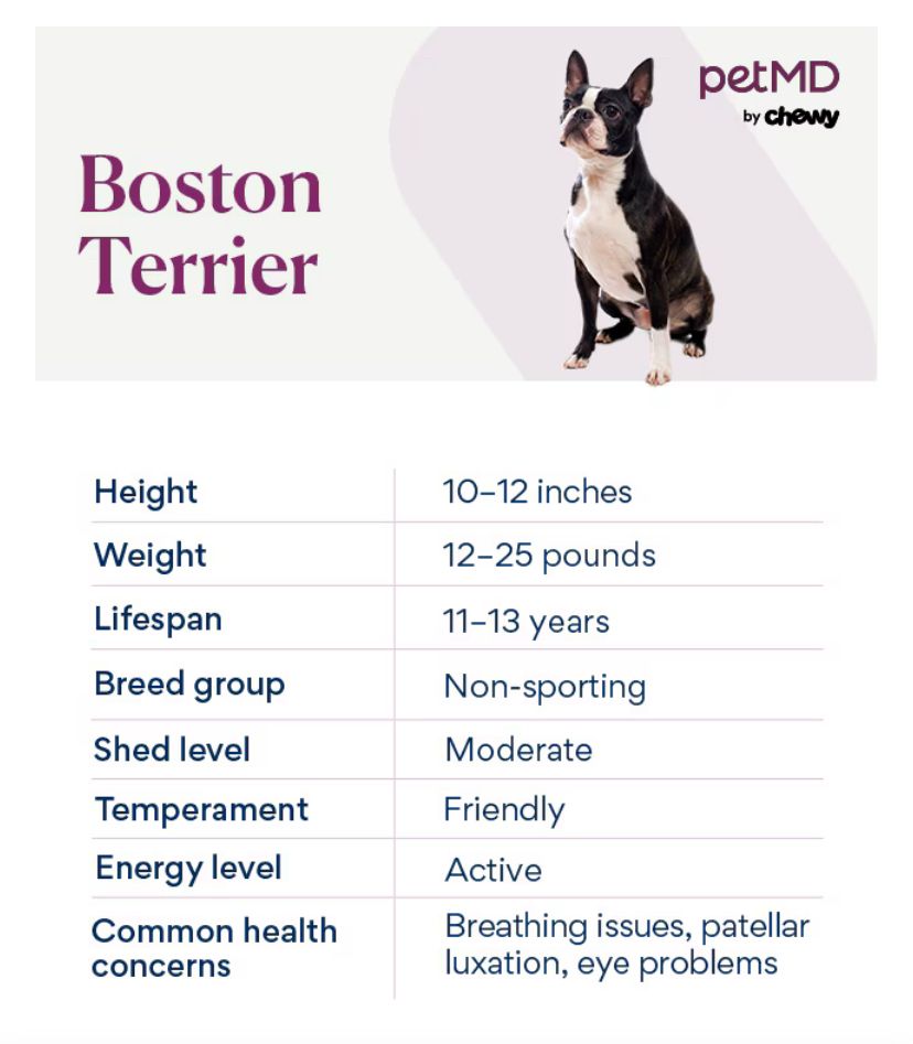 This is a chart showing the average size and weight of Boston Terriers. According to PetMD (and pretty much every source online), Boston Terriers are supposed to clock in at 12-25 lbs. 