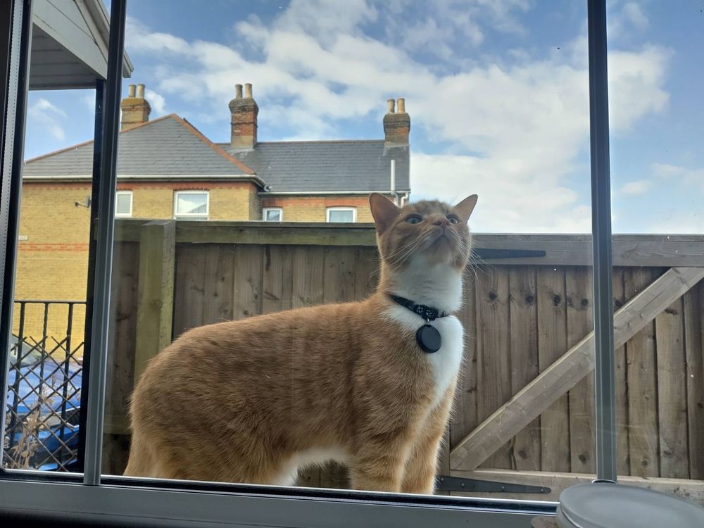 A haughty ginger cat on a windowsill 