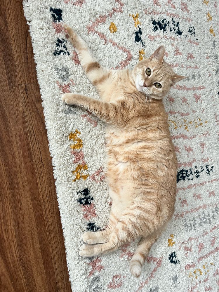 Cat showing belly