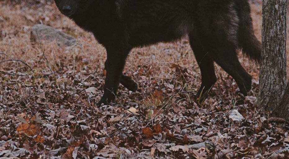 aesthetic image of a black wolf in the woods