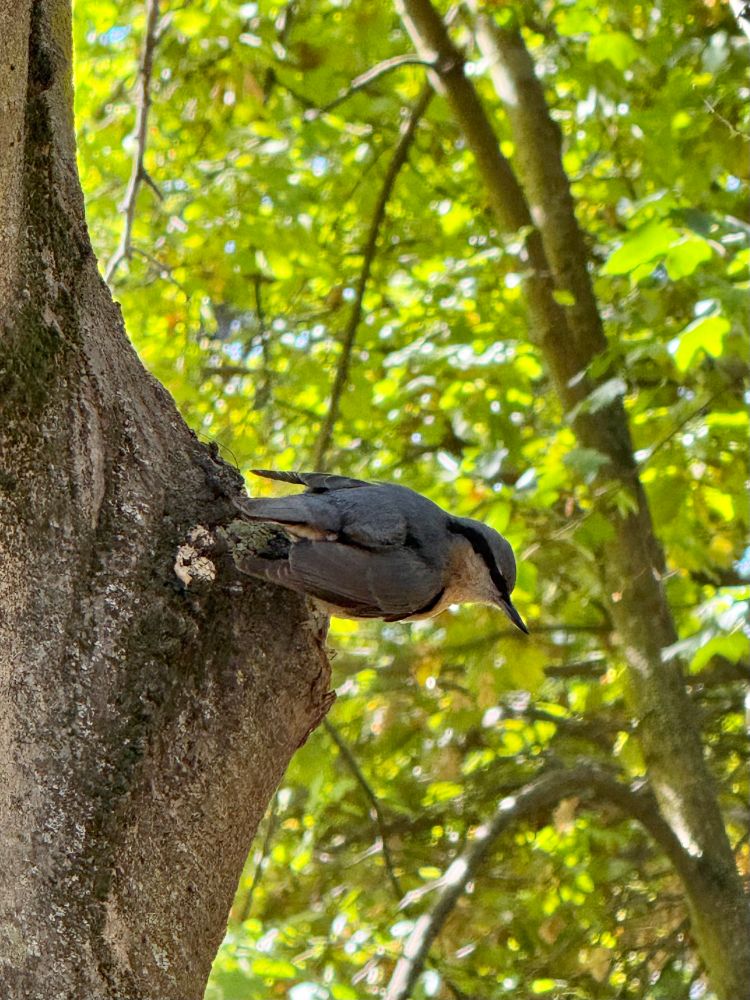 Un trepador azul (pájaro de cuerpo gris azulado, vientre color crema con tonos ocres, y una línea negra que atraviesa sus ojos hasta la nuca) aferrado al tronco de un árbol, mirando hacia abajo.