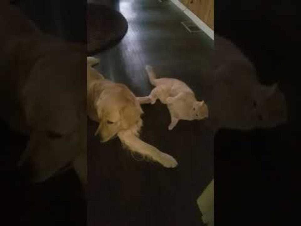 Johnny, Angus & Friends