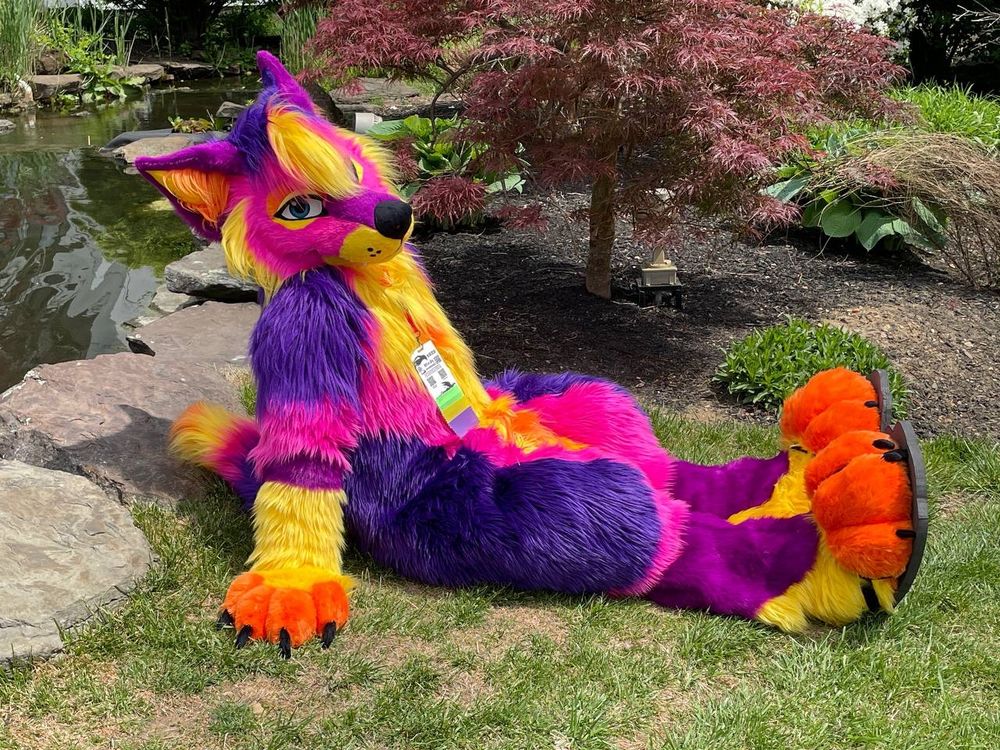 Cereus the Coyote sits in the garden and looks up at you